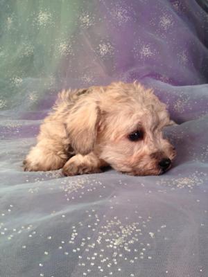 Female Schnoodle Puppy for sale #5 DOB 10-23-13 We ship Puppies for about half Price! $150. Massachusetts, New Hampshire, Maine, California, Florida, North Carolina, Illinois, not a problem!  2